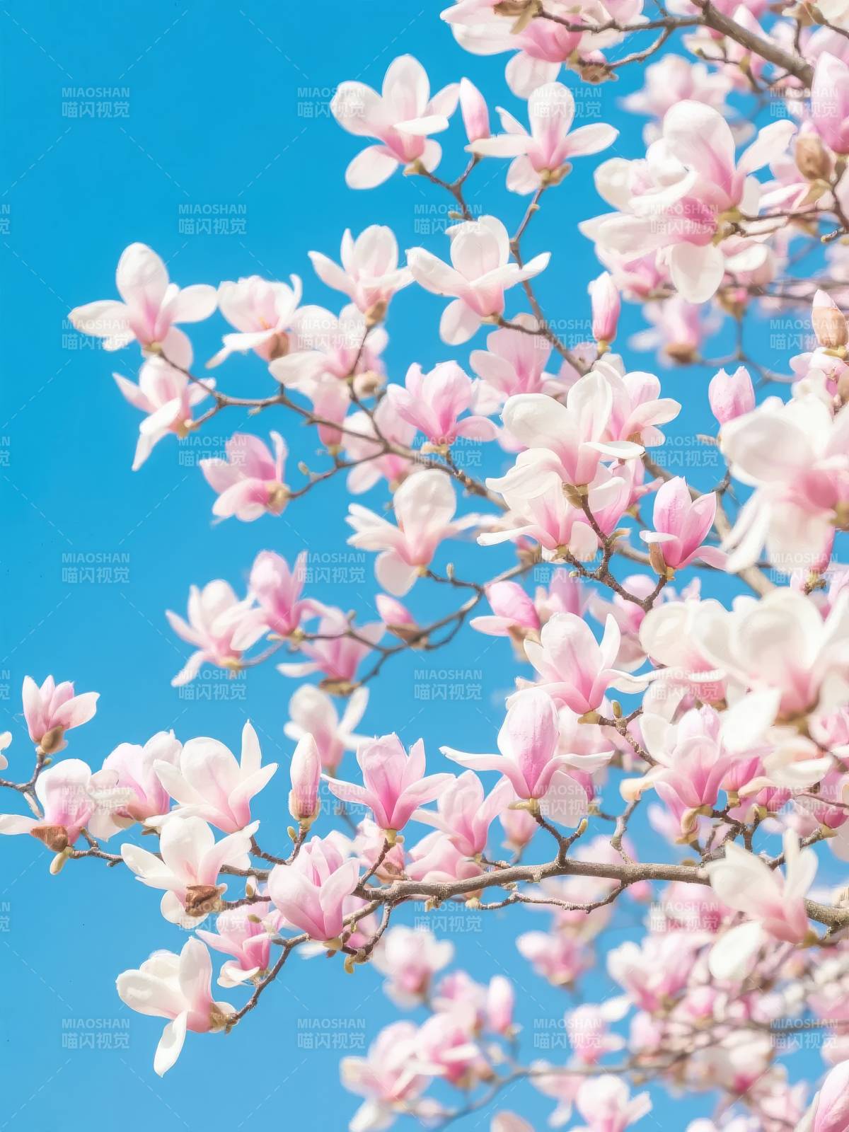 玉兰花开映蓝天图片