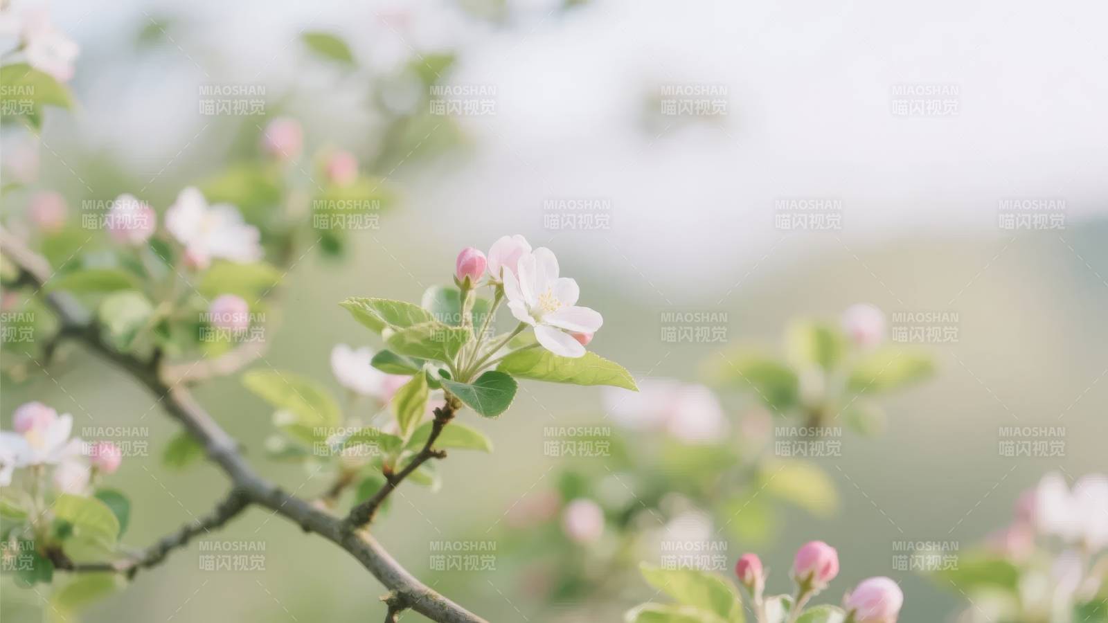 春日花枝绽放图片