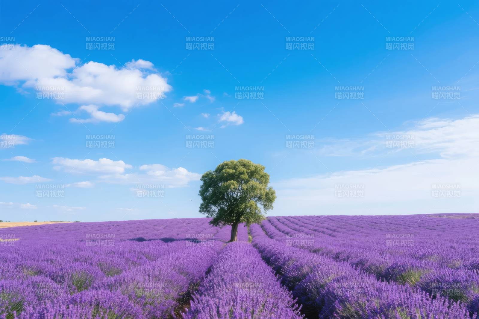 薰衣草田孤树图片