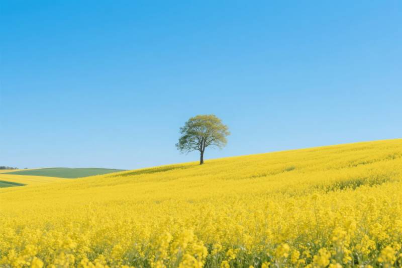 孤树黄花映蓝天图片