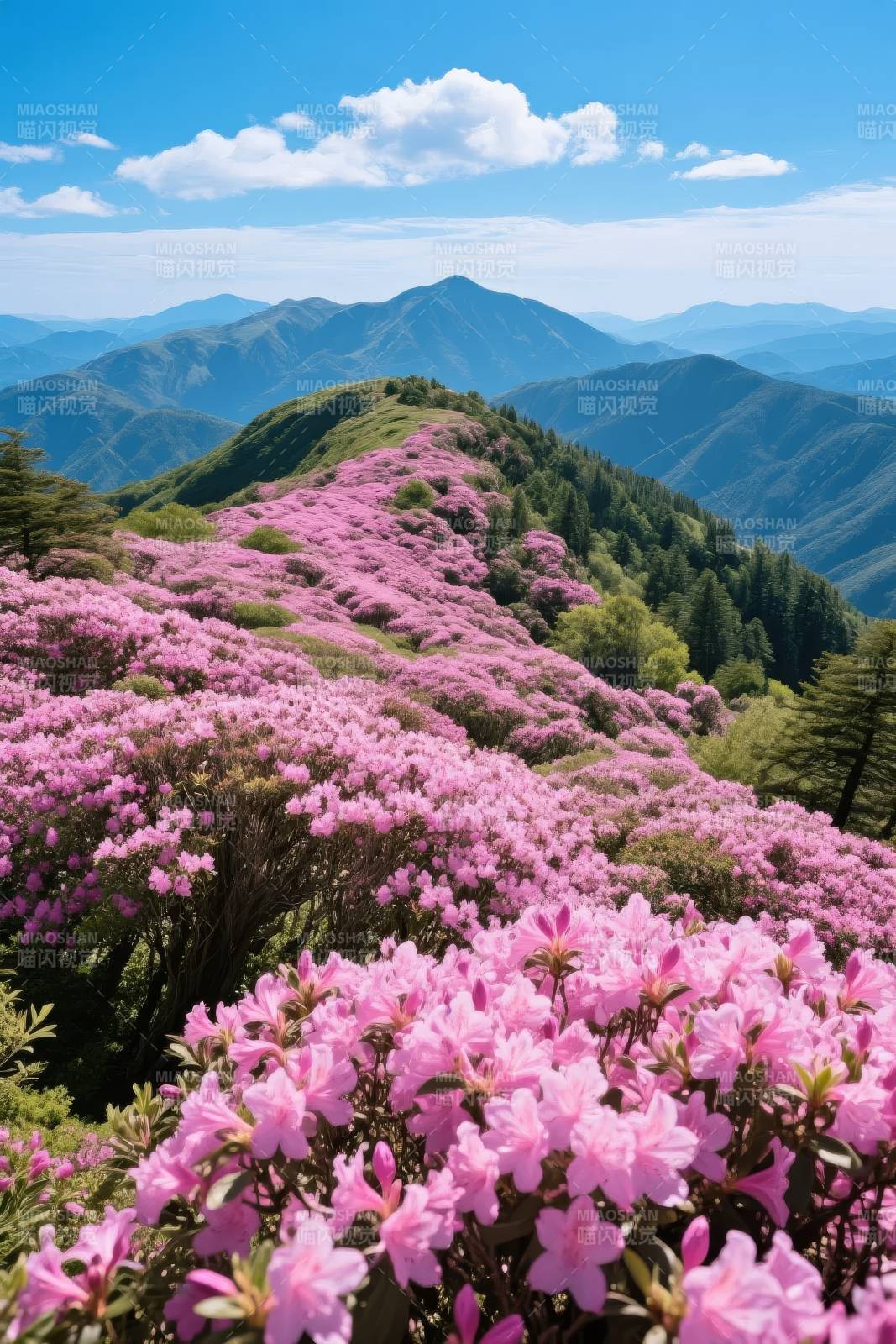 山花烂漫春意浓图片