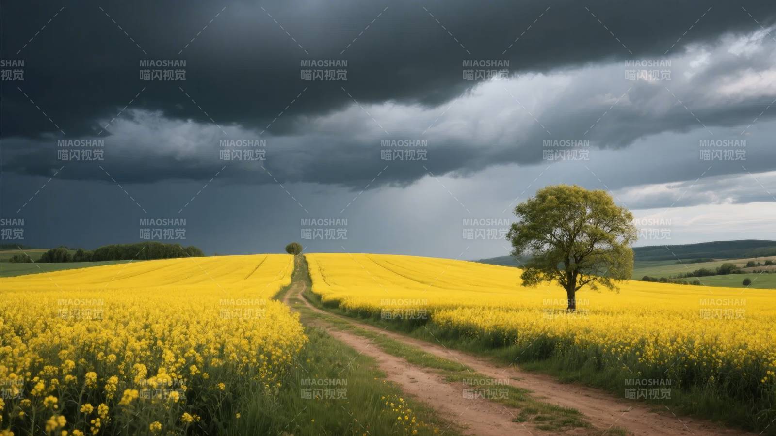 黄花田间风雨将至图片