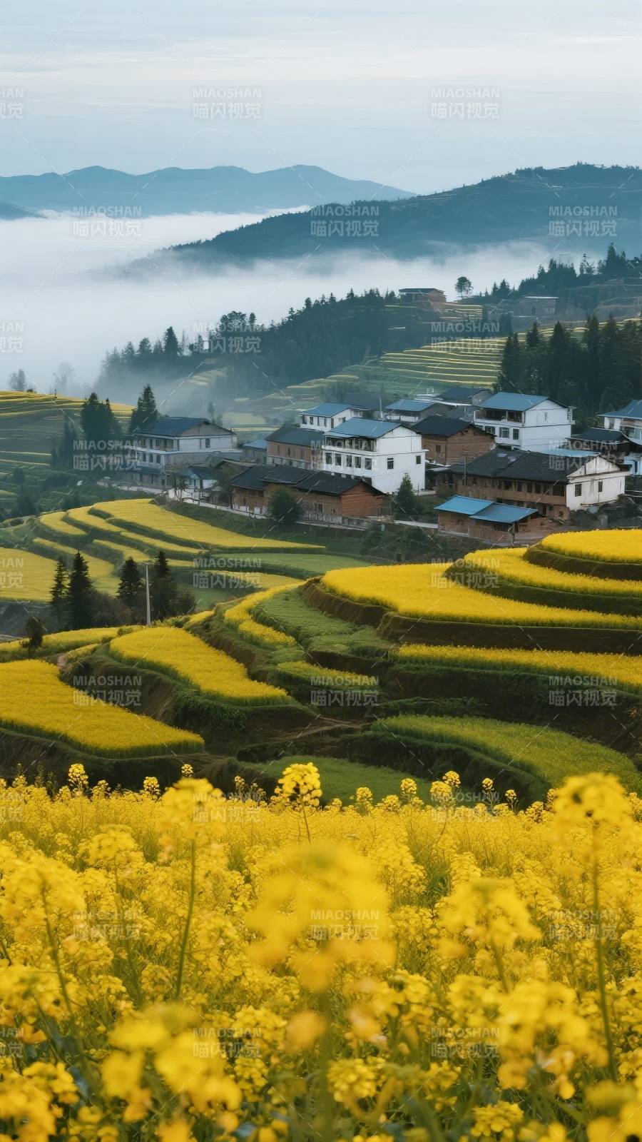 油菜花海梯田村图片
