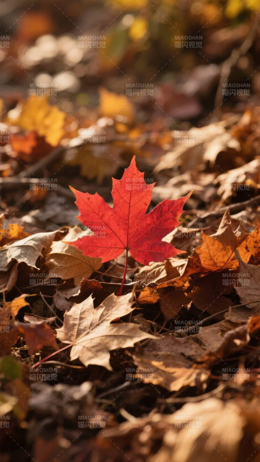 秋叶红枫静美图片