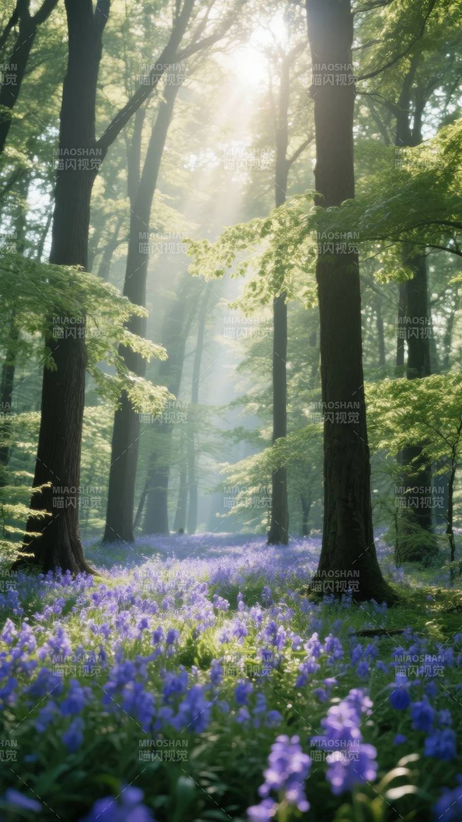 林间紫花晨光图片