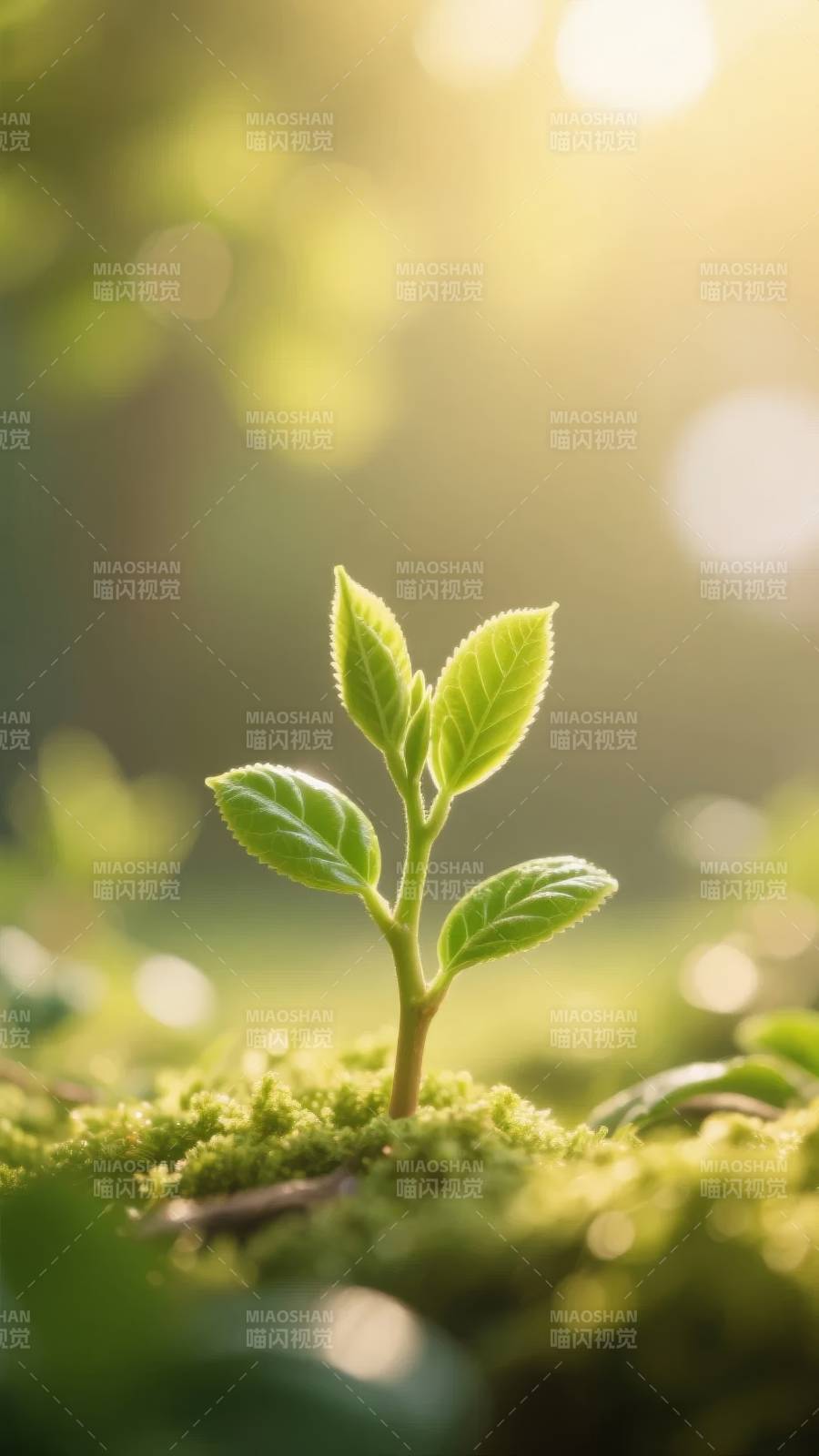 嫩芽破土迎晨光图片