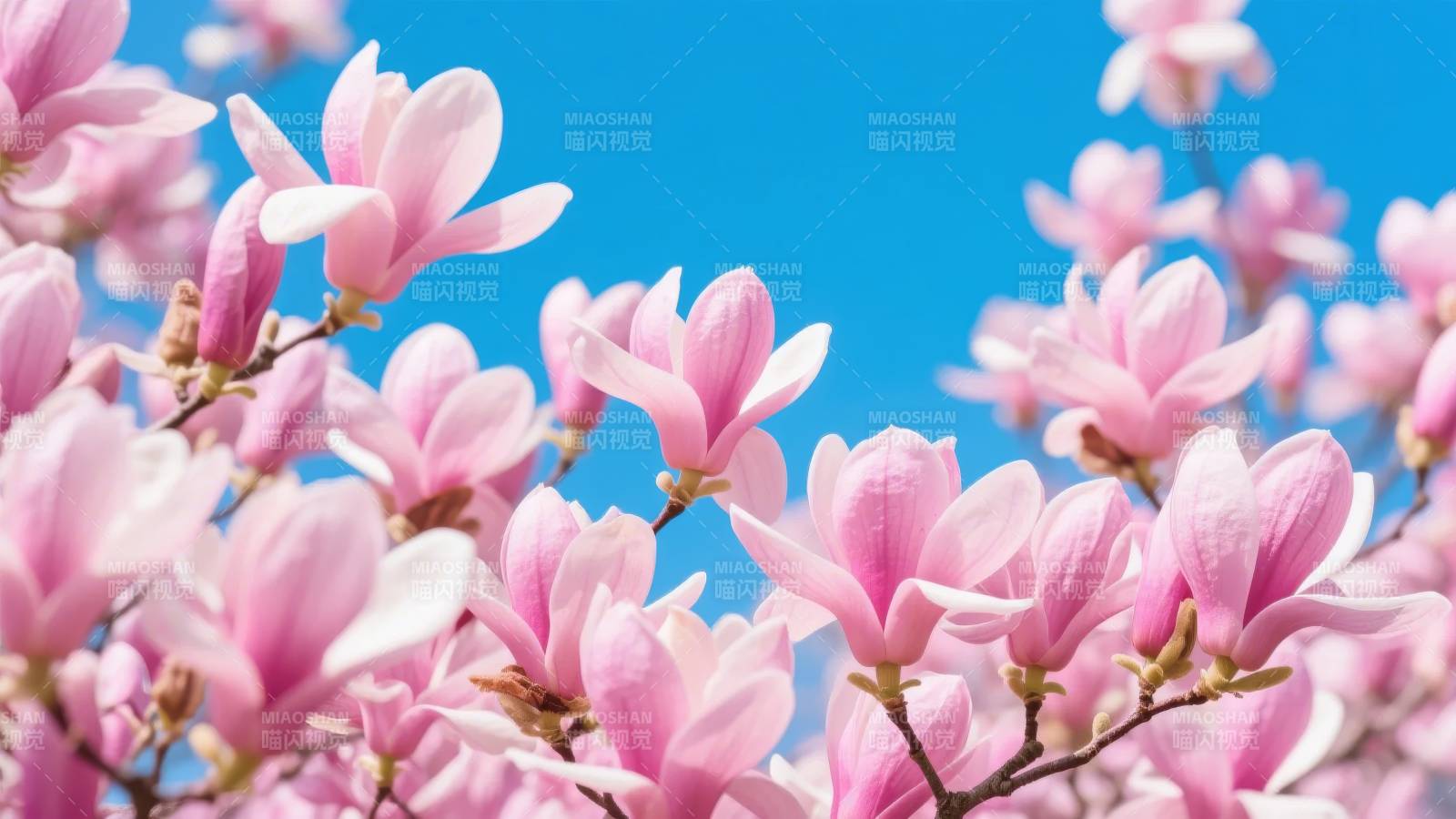 粉花映蓝天图片