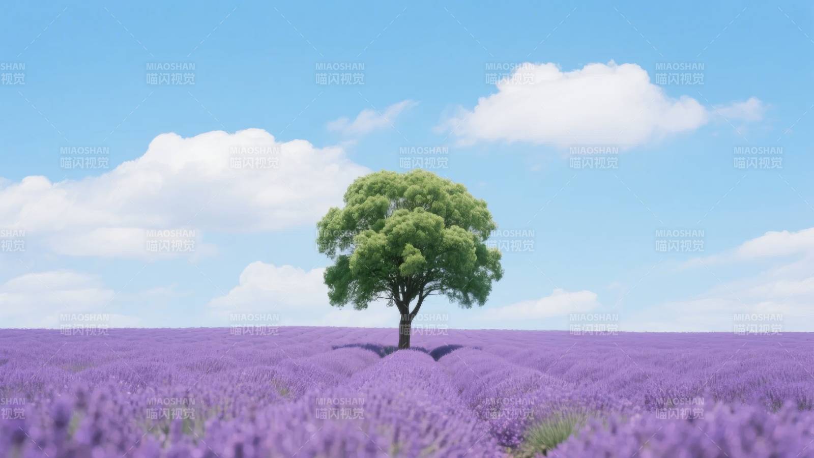 薰衣草田中的孤树图片