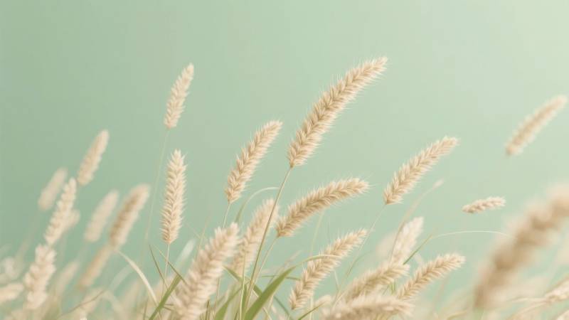 麦穗轻舞风中图片