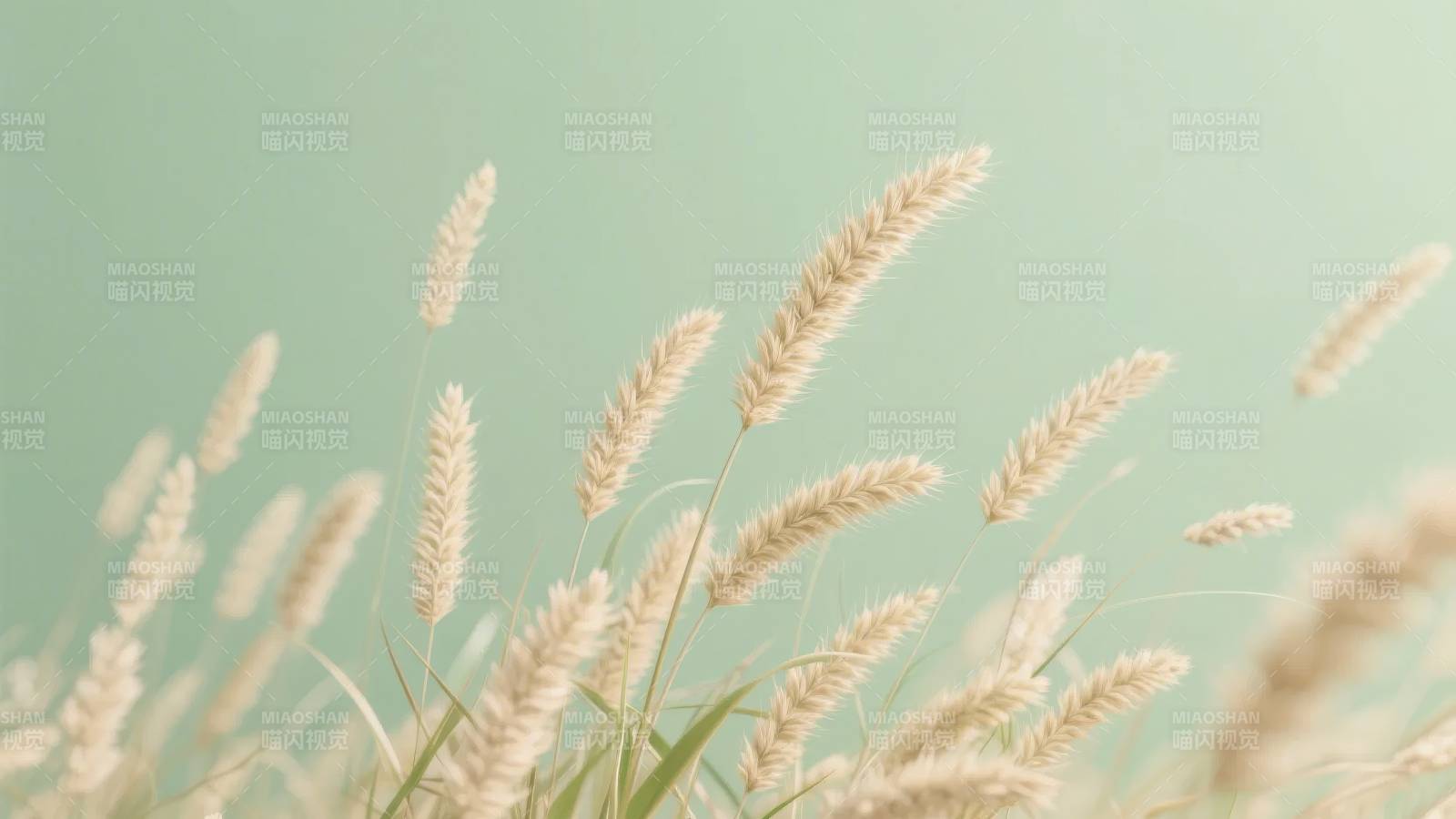 麦穗轻舞风中图片