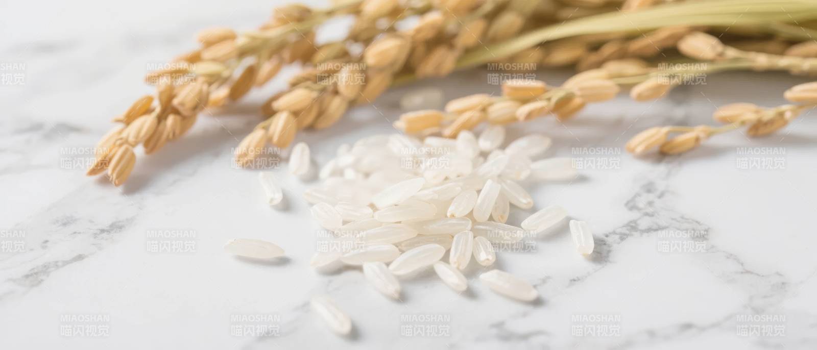 稻穗与白米静物图片