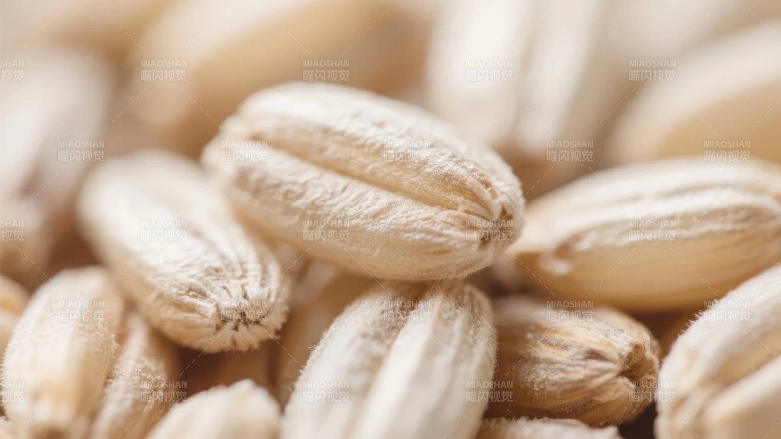 燕麦粒特写图片