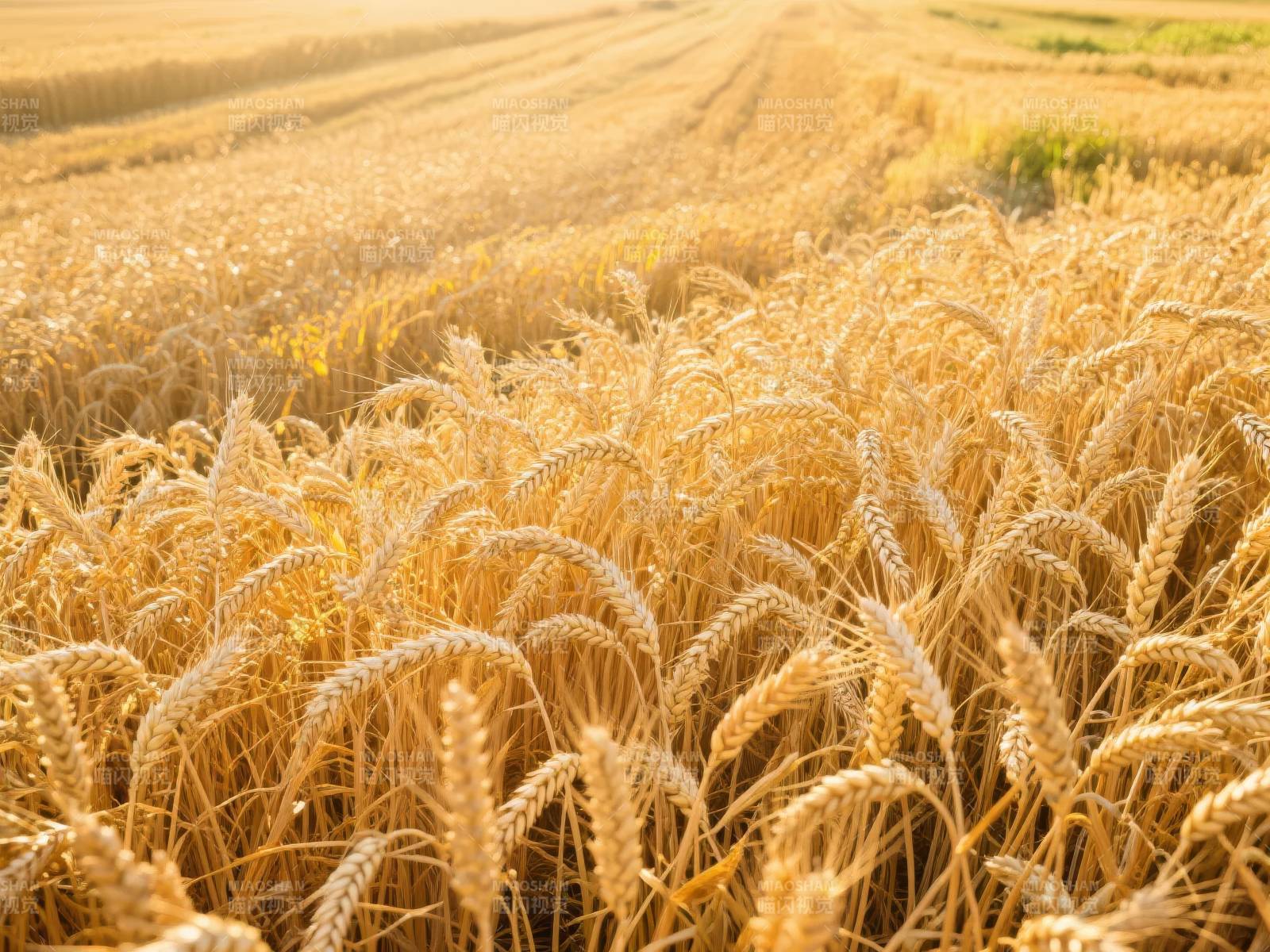 金黄麦田丰收景图片