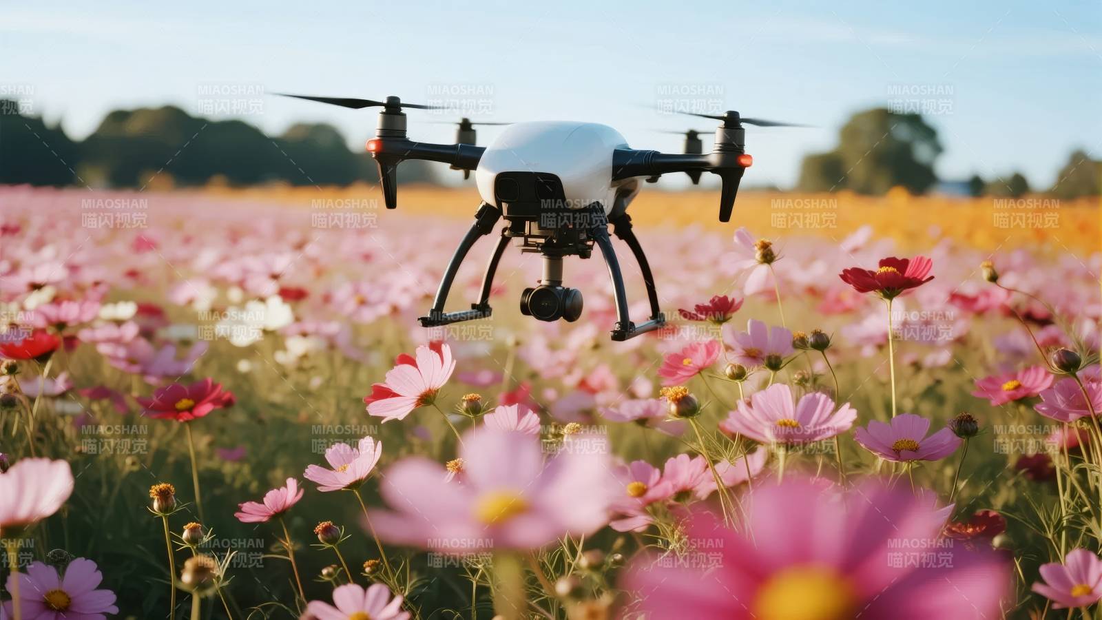 无人机飞越花海图片