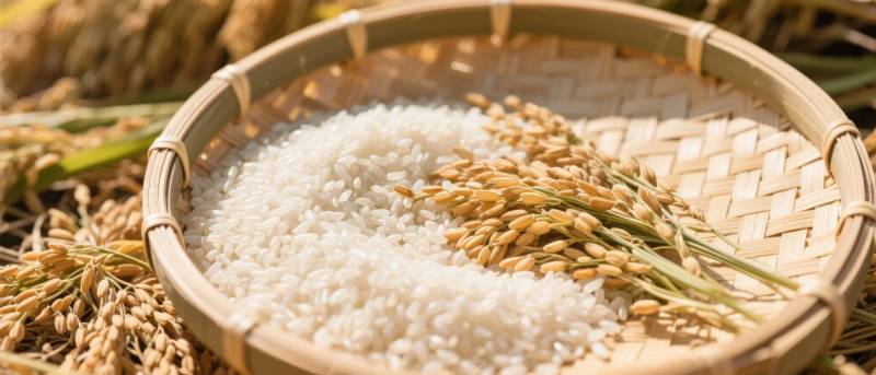 稻谷与白米图片