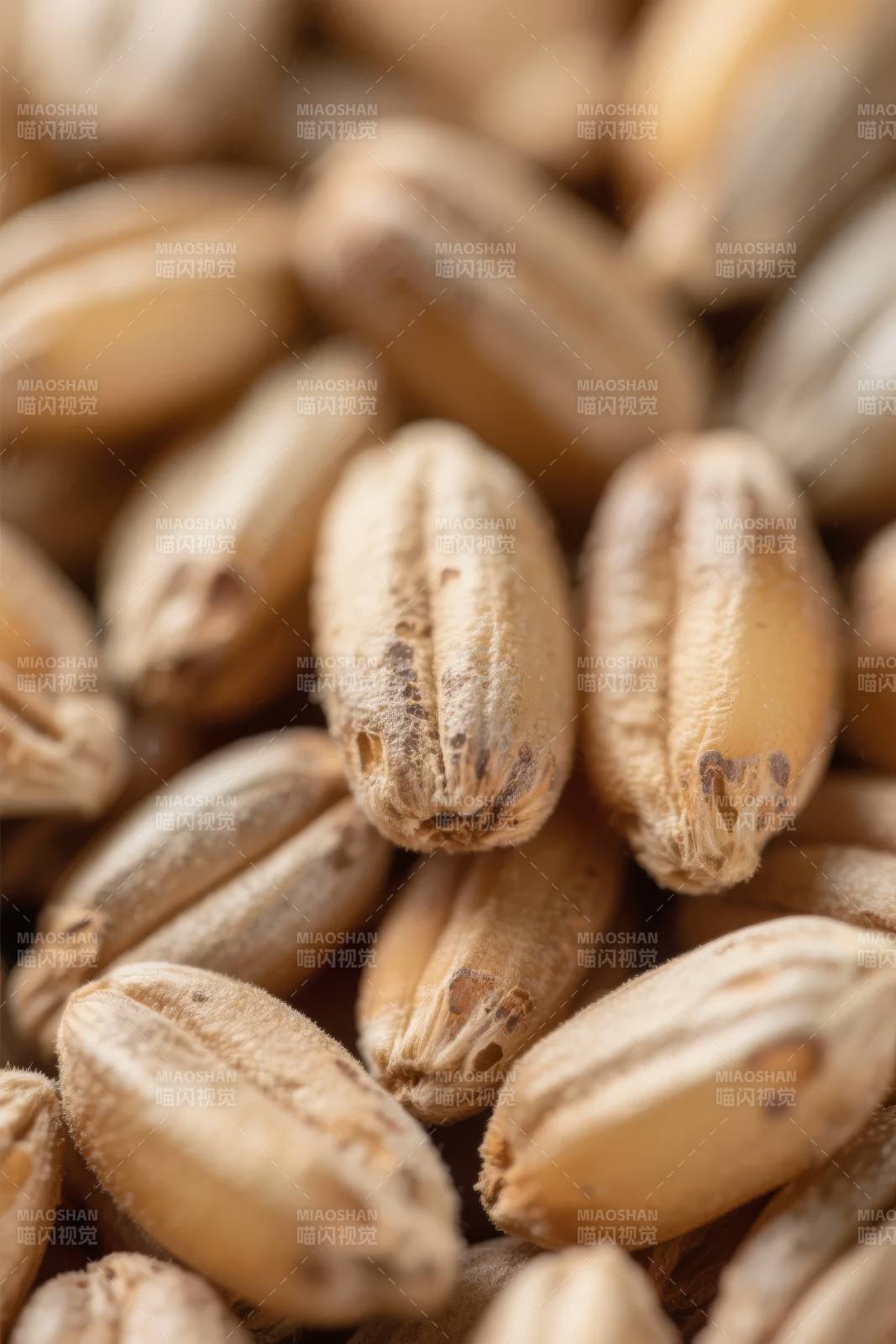 金黄麦粒特写图片