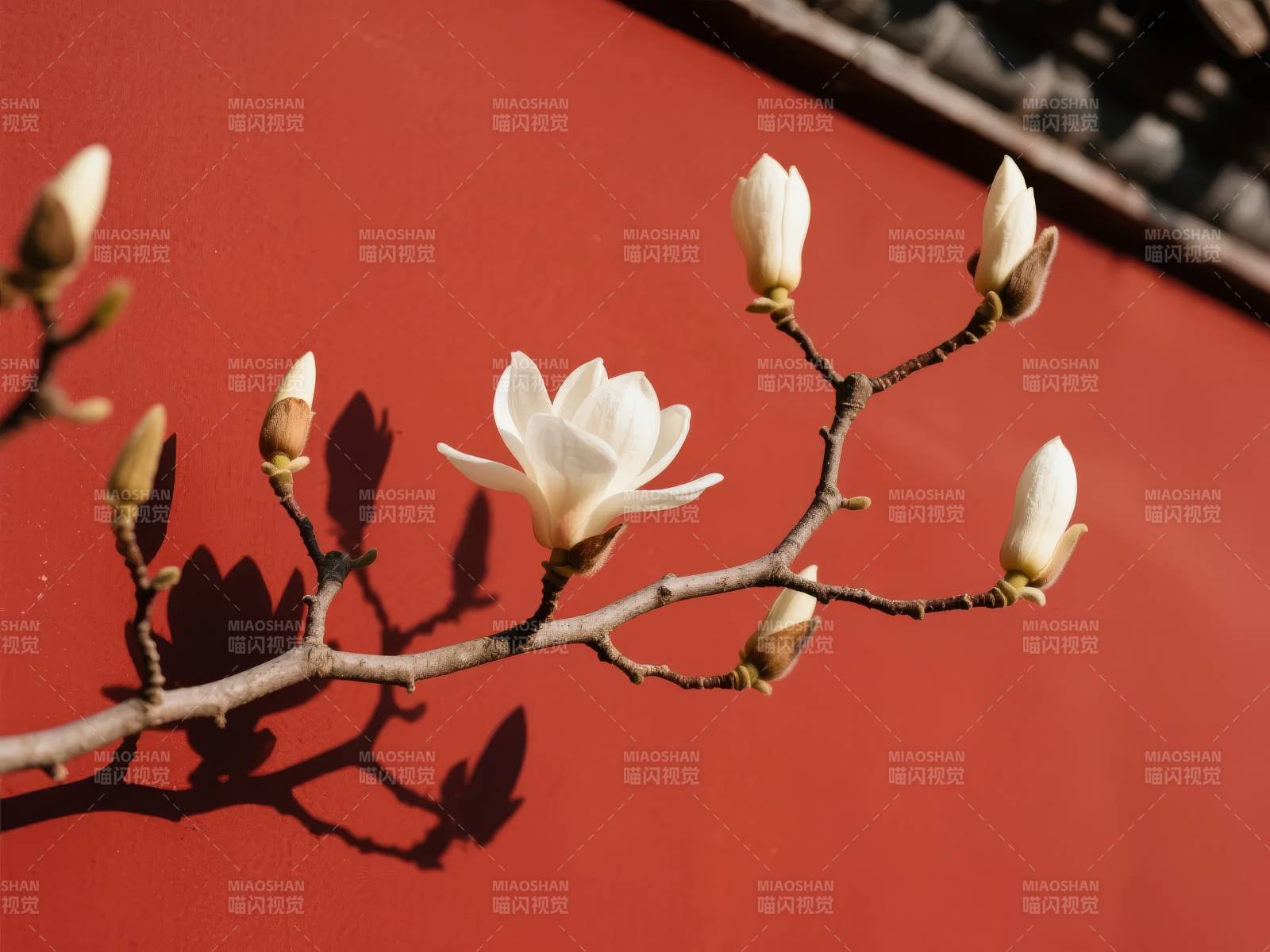 玉兰绽放枝头图片