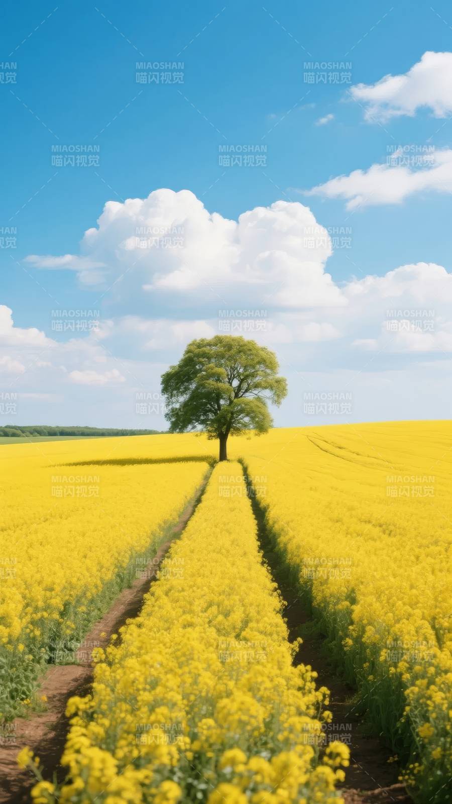 金黄花海孤树图片