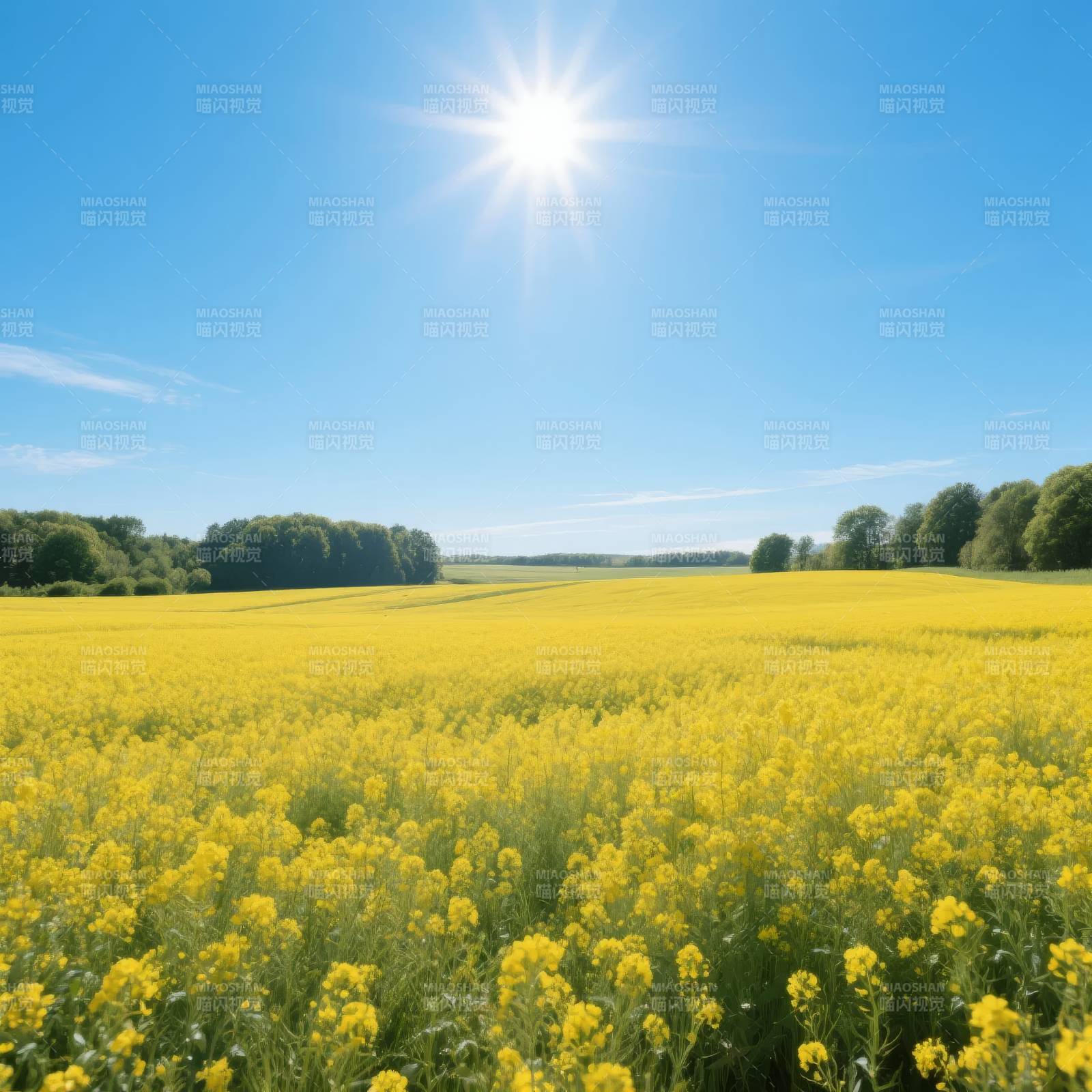 金黄花海映阳光图片