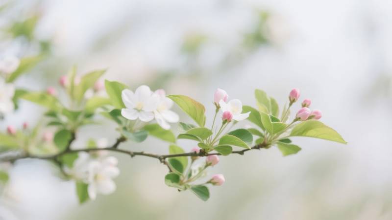 春日花枝绽放图片