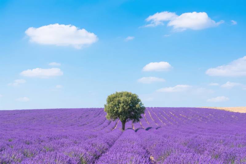 薰衣草田中的孤树图片