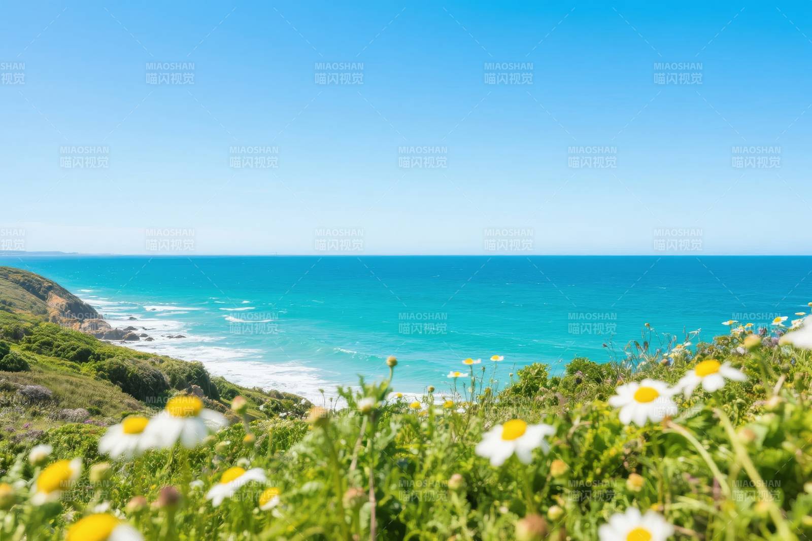 海边雏菊绽放图片