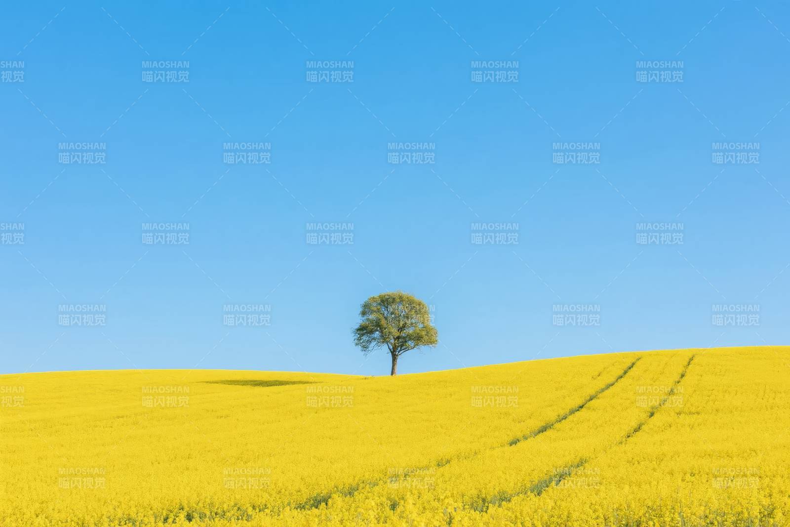 孤树黄花映蓝天图片