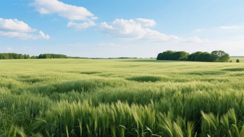 绿野蓝天 麦浪翻涌图片