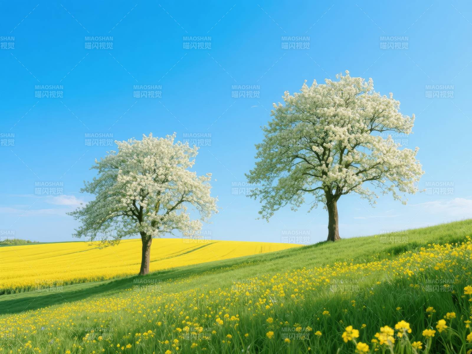 春日花树田野图片