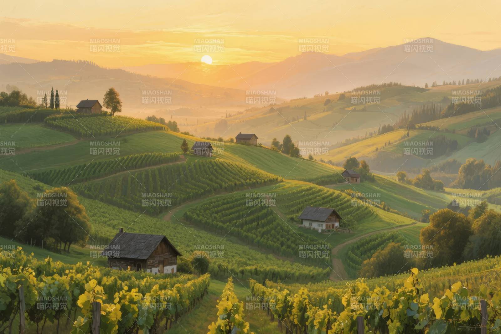晨曦中的葡萄园图片