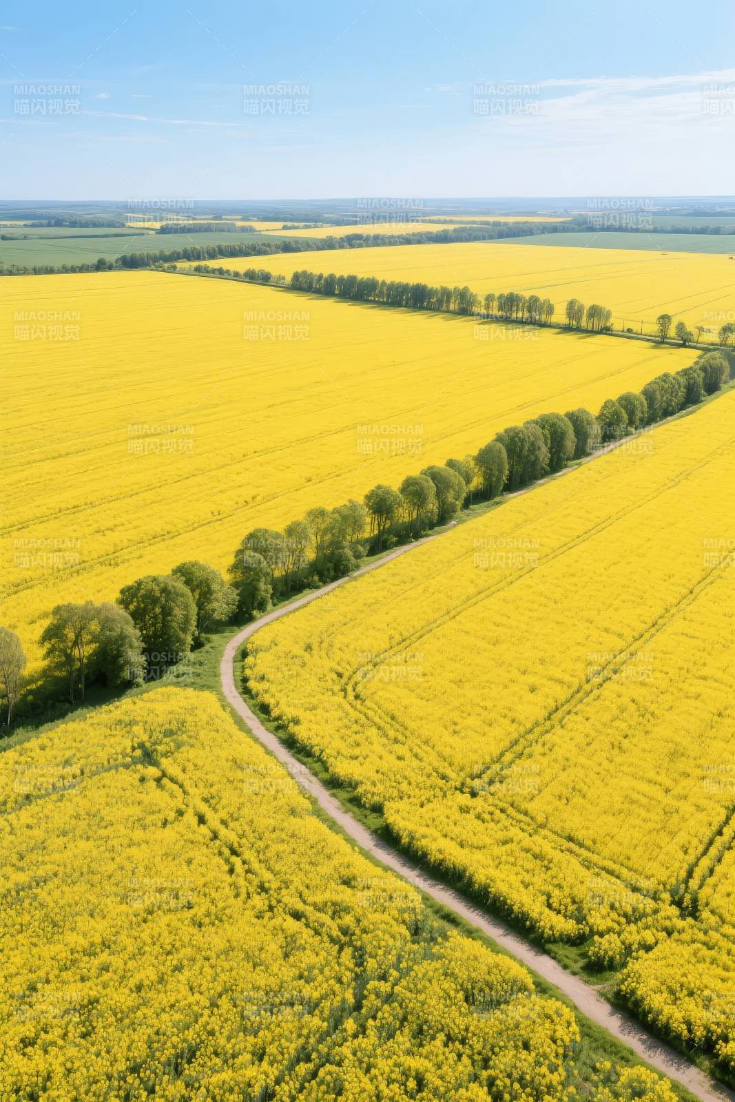 金黄花海田园路图片