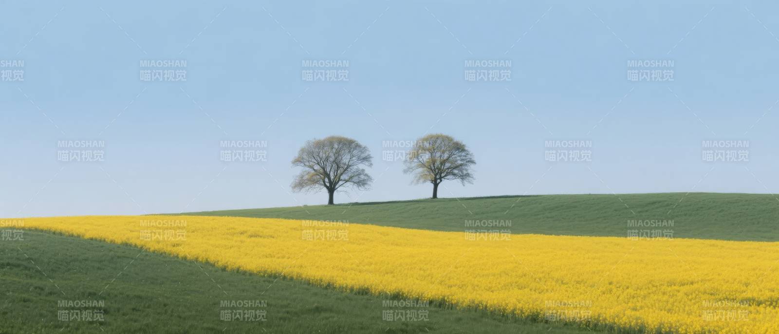 油菜花田与孤树图片