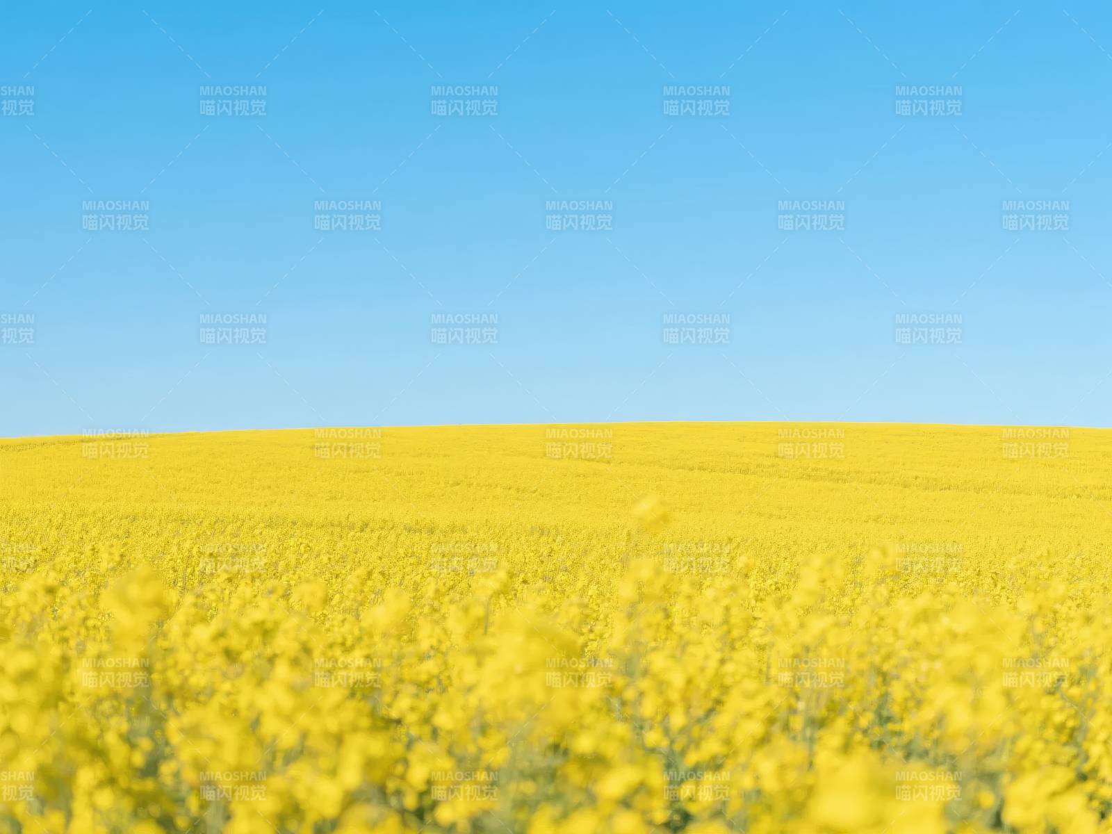 金黄花海映蓝天图片