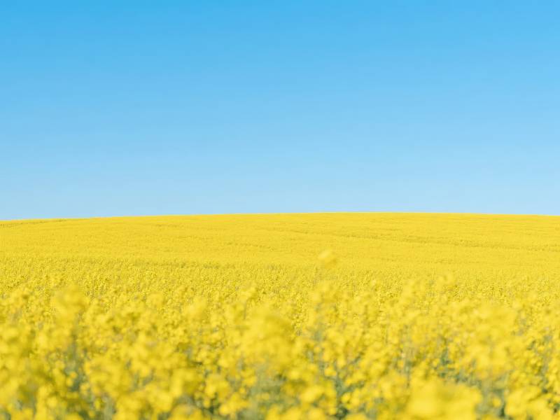 金黄花海映蓝天图片