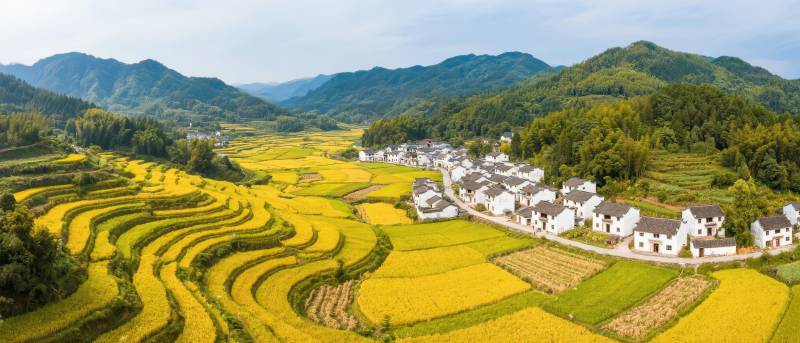 梯田金秋风光图片