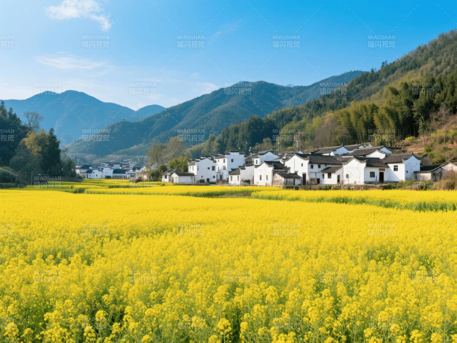 油菜花海映白墙图片