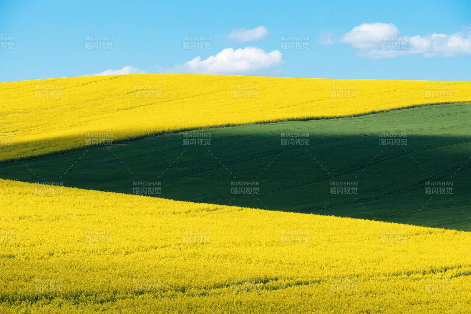 金黄油菜花田图片