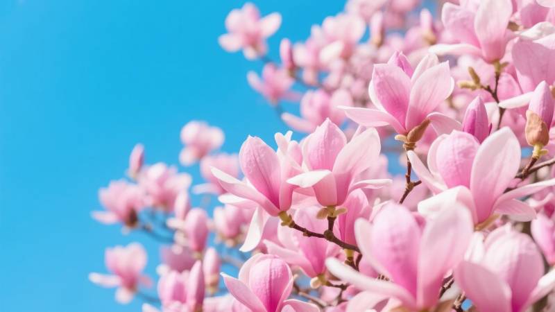 春日粉花绽放图片