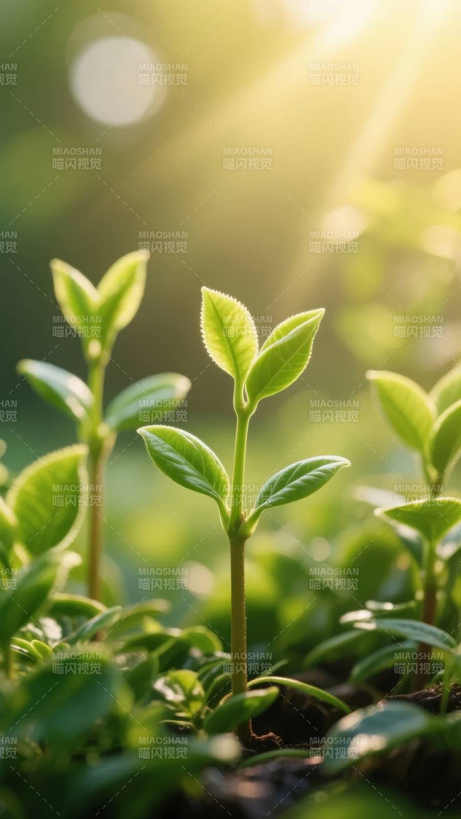 嫩芽迎光生长图片