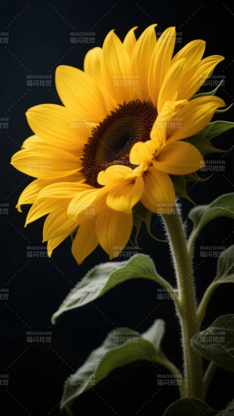 向日葵绽放图片