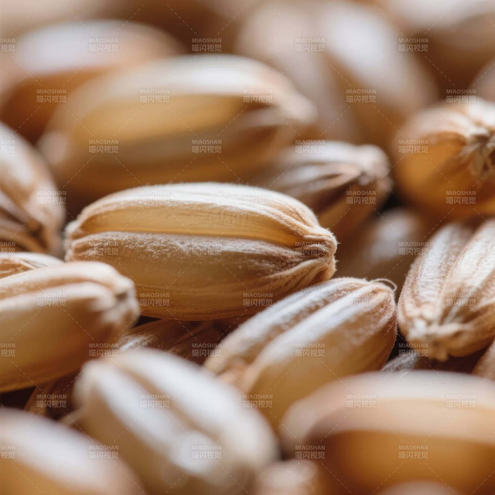 香料小茴香特写图片