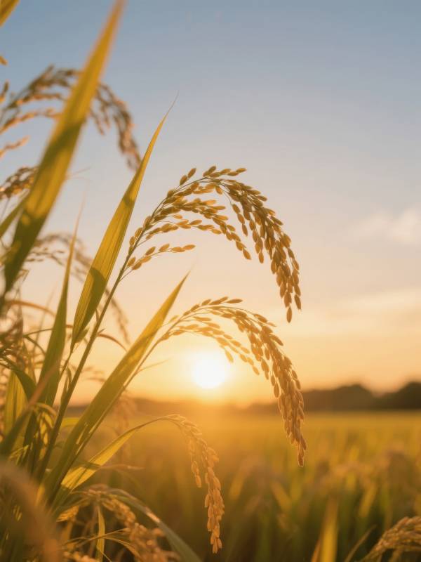 稻穗迎日落图片