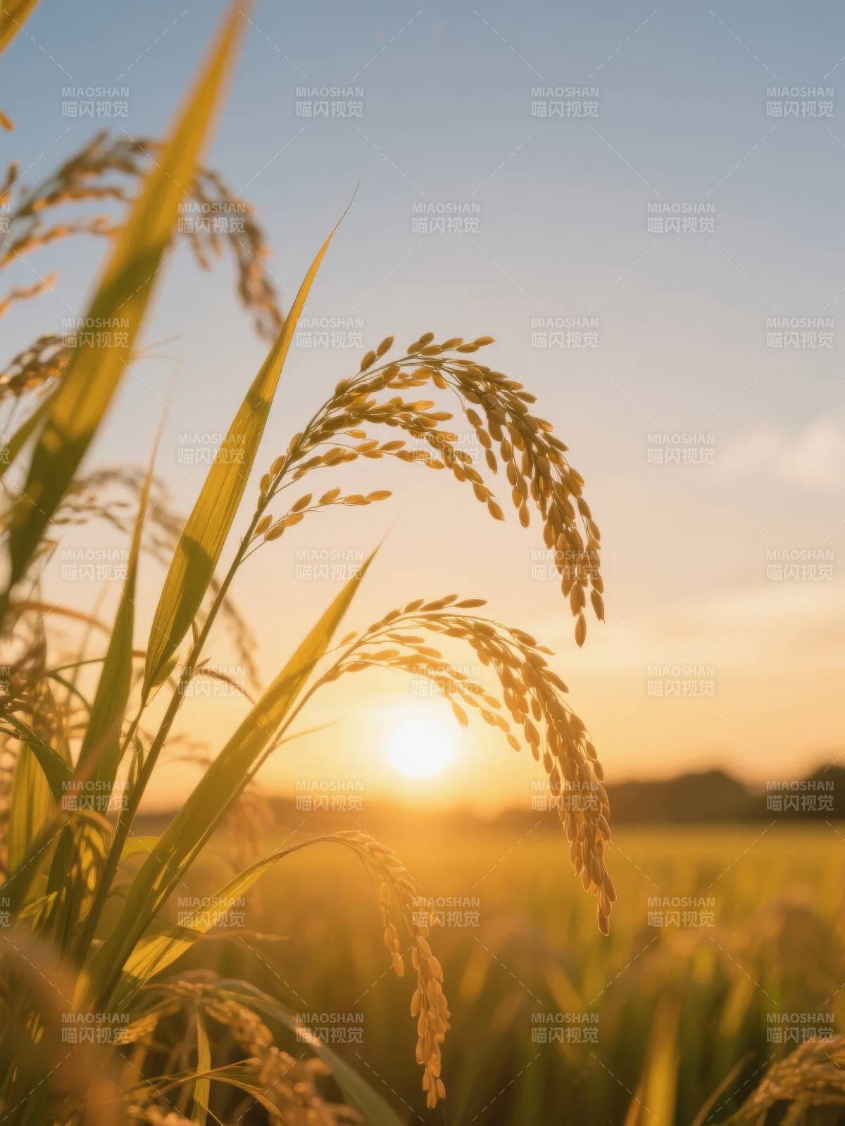 稻穗迎日落图片