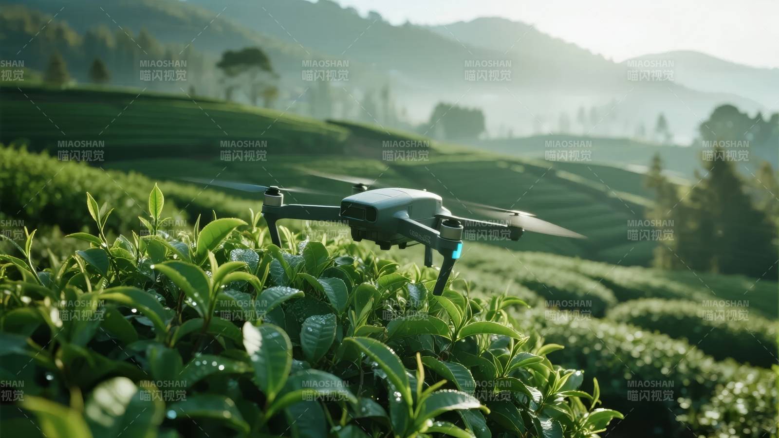 无人机茶园巡检图片