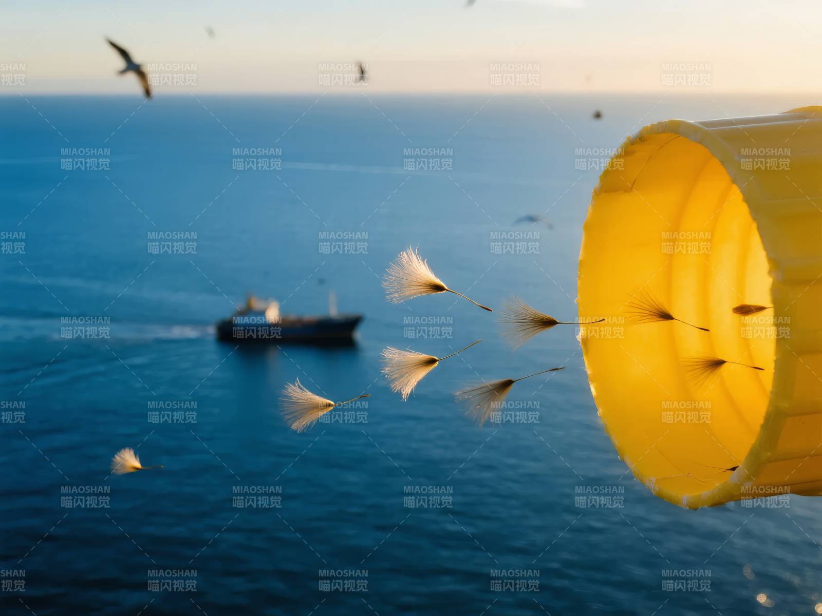 海风轻拂蒲公英图片