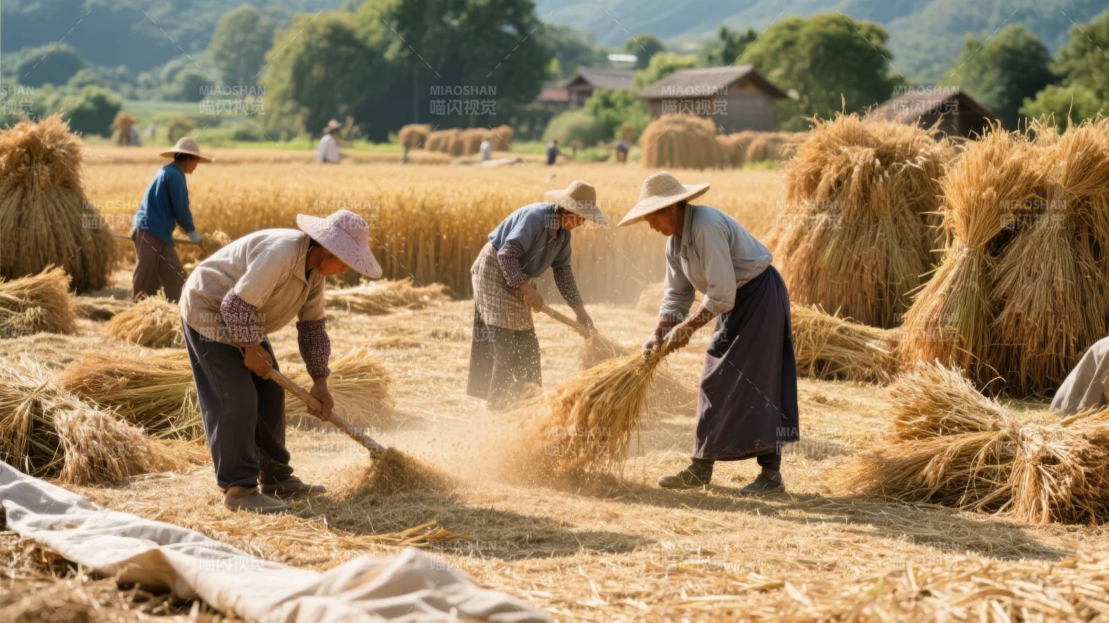 稻田收割忙图片