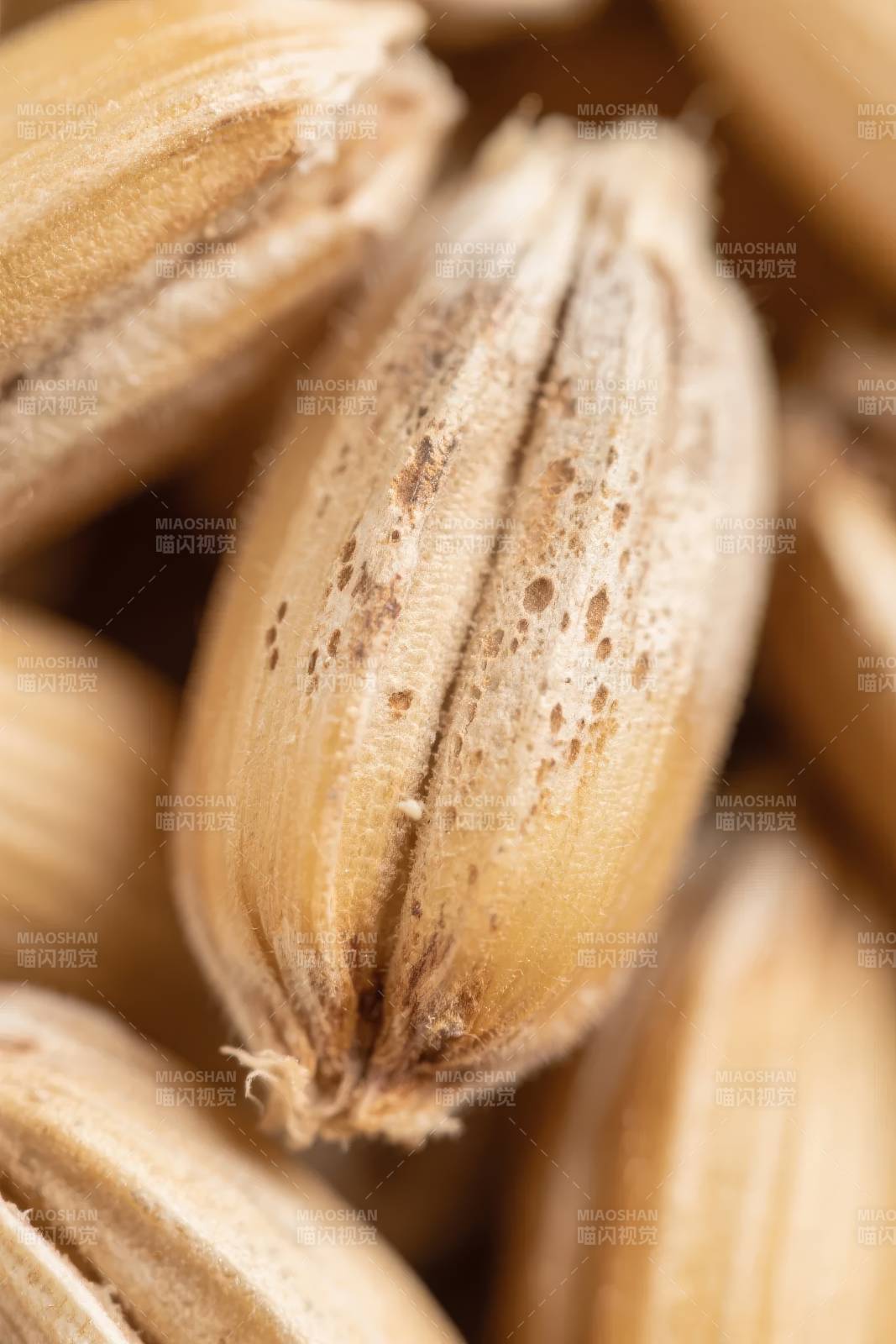 麦粒特写图片