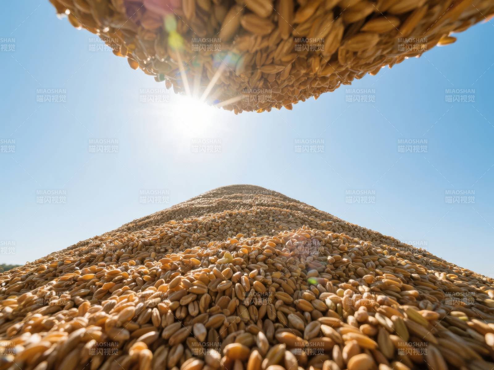 金麦堆叠迎朝阳图片