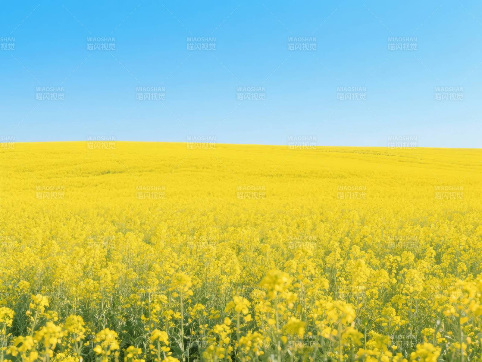 金黄花海映蓝天图片