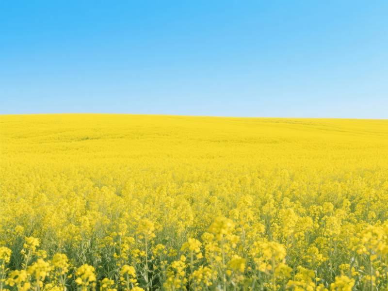 金黄花海映蓝天图片